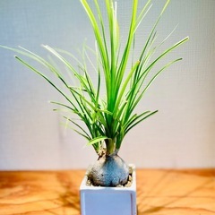 ぷっくりボディが可愛らしい！スクエア鉢付！簡単には枯れない観葉植物！の画像