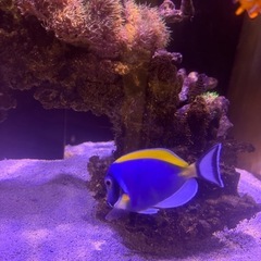 (海水魚)パウダーブルータン　取引限定の画像