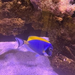 (海水魚)パウダーブルータン　取引限定の画像