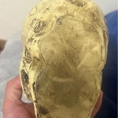 骸骨置物の画像