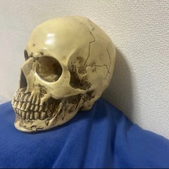 骸骨置物の画像