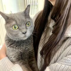 ★洋猫りりこ★柏市譲渡会参加♥ - 柏市