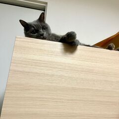 ★洋猫りりこ★柏市譲渡会参加♥ - 里親募集