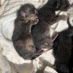 ミルクボランティアか里親♡かわいい3人兄弟猫ちゃんズ