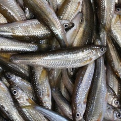 ホンモロコ　一匹50円　琵琶湖産　
