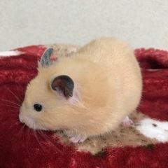 ゴールデンハムスター赤ちゃん3月16日生まれ里親募集 - 里親募集