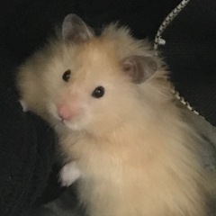 ゴールデンハムスター赤ちゃん3月16日生まれ里親募集 − 埼玉県