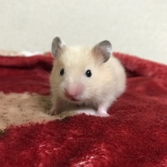ゴールデンハムスター赤ちゃん3月16日生まれ里親募集 - 上尾市