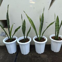 植物【サンセベリア(サンスベリア)】