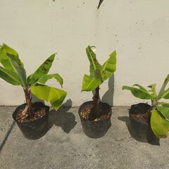 植物【三尺バナナ】３苗