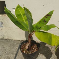 植物【三尺バナナ】残り２苗の画像