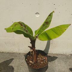 植物【三尺バナナ】残り２苗の画像
