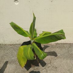 植物【三尺バナナ】残り２苗の画像