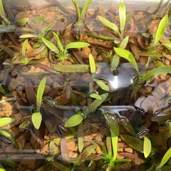 【水草】ナガバオモダカ　1株　100円の画像