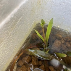【水草】ナガバオモダカ　1株　100円の画像