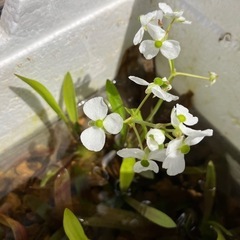 【水草】ナガバオモダカ　1株　100円の画像