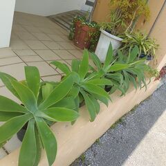 植物【アガペー】大サイズの画像