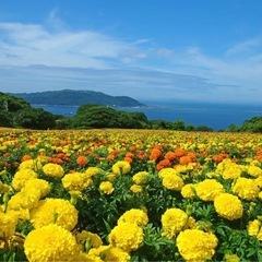 のこのしまアイランドパーク　ペアチケットの画像