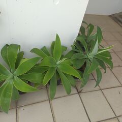 植物【アガペー】大サイズの画像