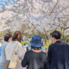 新潟市で50名規模のお花見🌸【4/20(日)@鳥屋野潟公園】 