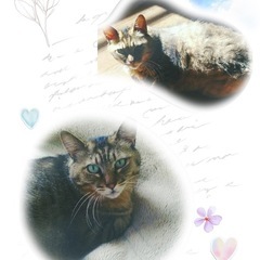 ※代理投稿【見た目とのギャップのオス成猫】