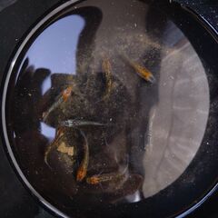 画像の個体を含むメダカ20匹の画像