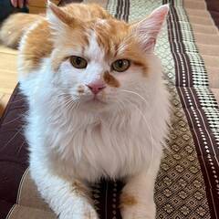 in春日井市☆サクラ祭り☆保護猫達を暖かいオウチに迎えよう☆20...