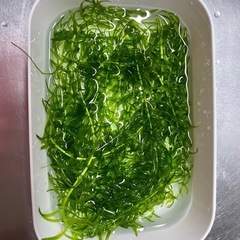アナカリス　水草　
20cm×20本