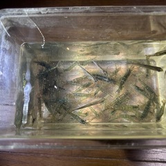 スジエビ　100匹