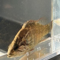 オヤニラミ（5〜6cm）