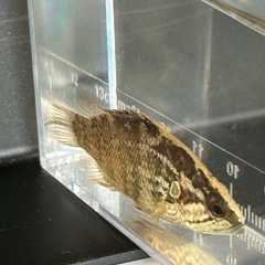 オヤニラミ（5〜6cm）の画像