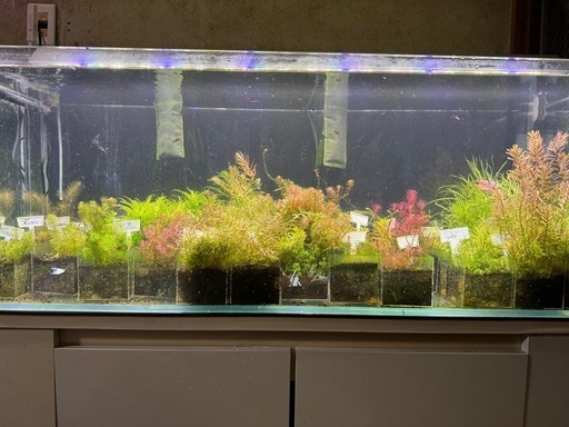 今週のみ値引き引退品 水槽セット