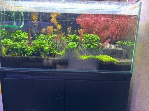 今週のみ値引き引退品　水槽セット