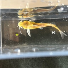 ギギ（６〜8cm）の画像