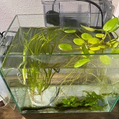水草