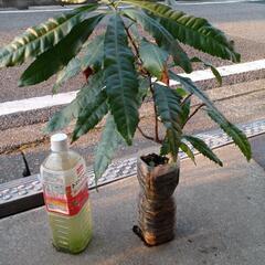 やまももの苗/北区から