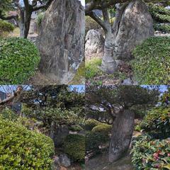 6月28日土曜日・
12:00-13:00・
16:30～暗くなる頃まで！お年代物の灯篭や水鉢、飛び石、門かぶり松の木、さざんか、紅葉、つばき、ツツジ、みかんの木、梅の木など、写真に映りきらないほどの
石や木を減らして行くのが目的です。石の画像