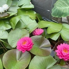 睡蓮　mix