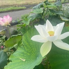 花ハス　苗　