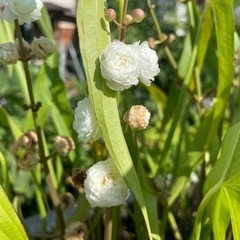 八重おもだか　球根　ビオトープのお供に