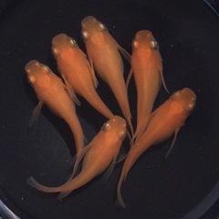 終了⭐️紅帝ダルマ⭐️   6匹の画像