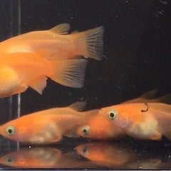 終了⭐️紅帝ダルマ⭐️   6匹の画像