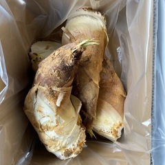 京都 長岡京産 筍 朝掘りの画像