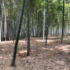 京都 長岡京産 筍 朝掘りの画像