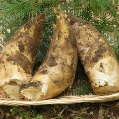 京都 長岡京産 筍 朝掘りの画像