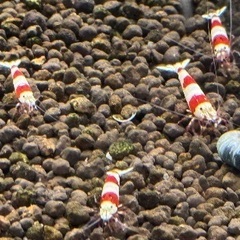 レッドビーシュリンプの画像