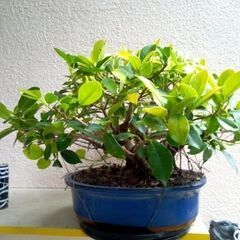 黄金ガジュマル