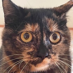 穏やかな性格のかわいいサビちゃん
