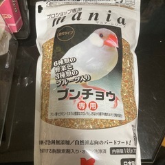 文鳥飼育初心者フルセット！の画像