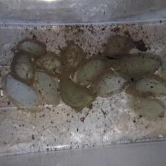 クロサンショウウオ 卵